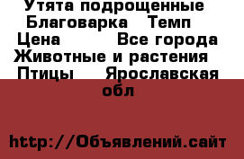 Утята подрощенные “Благоварка“,“Темп“ › Цена ­ 100 - Все города Животные и растения » Птицы   . Ярославская обл.